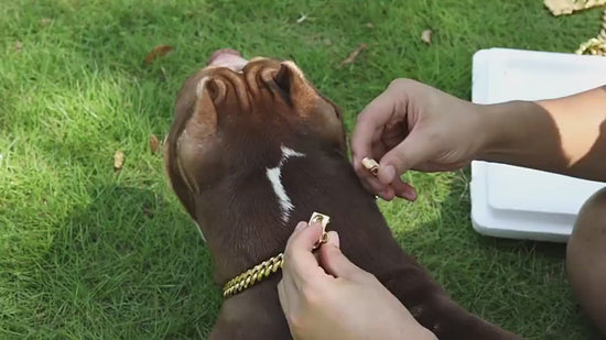 17mm Gold Or Silver Stainless Steel Dog Collar Necklace